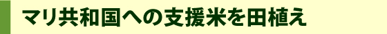 マリ共和国への支援米を田植え